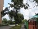 Фото: Як в Полтаві позбавитись аварійного дерева: реальність