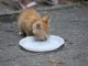 Фото: У Полтаві безкоштовно роздавали собак і котів (фоторепортаж)