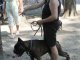 Фото: Полтава приймає Міжнародну виставку собак (фоторепортаж)