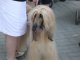 Фото: Полтава приймає Міжнародну виставку собак (фоторепортаж)