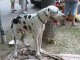 Фото: Міжнародна виставка собак у Полтаві: день другий (фото)