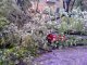 Фото: У Полтаві по центральній вулиці старе дерево упало на авто