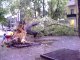 Фото: У Полтаві по центральній вулиці старе дерево упало на авто
