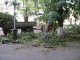 Фото: У Полтаві на автомобіль упало дерево: проїзд уже розчистили
