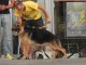 Фото: У Полтаві провели парад собак (фоторепортаж)