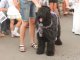 Фото: У Полтаві провели парад собак (фоторепортаж)