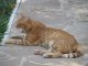 Фото: Котяча акція від "Кола": частина друга