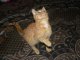 Фото: Котяча акція від "Кола": частина друга