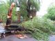 Фото: Я-Репортер. У центрі Полтави дерево привалило автівки (фото)