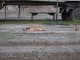 Фото: У Полтаві собака, який вижив після наїзду авто, шукає господаря