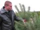 Фото: Лісівники розповіли, звідки до полтавців потрапляють новорічні ялинки (+ фото)