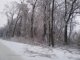 Фото: У Полтаві дерева перекривають дороги, не витримуючи льоду