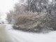 Фото: У Полтаві дерева перекривають дороги, не витримуючи льоду