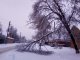 Фото: У Полтаві дерева перекривають дороги, не витримуючи льоду