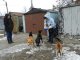 Фото: Дві полтавки врятували чотирилапих від голоду та холоду, а ще перевиховали сусідів (фото)