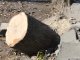 Фото: У Полтаві дерево, падаючи, вирвало шматки асфальту (фотофакт, +карта)