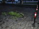 Фото: Злива у Полтаві потрощила дерева в центрі міста (+ фото, відео)