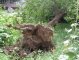 Фото: Я-Репортер. У Полтаві тонуть та падають дерева (фото)
