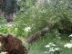 Фото: Я-Репортер. У Полтаві тонуть та падають дерева (фото)