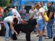 Фото: У Полтаві проходить Міжнародна виставка собак. Фоторепортаж