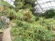 Фото: У Полтавському ботанічному саду квітне ехінацея (+ фото інших екзотичних рослин)