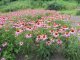 Фото: У Полтавському ботанічному саду квітне ехінацея (+ фото інших екзотичних рослин)