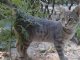 Фото: У Полтаві безпритульні тварини шукають господарів