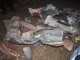 Фото: На Полтавщині решетилівського Леніна знесли: залишились тільки черевики