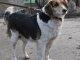 Фото: У Полтаві загубився пес, а бездомні тварини - шукають господарів