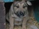 Фото: У Полтаві загубився пес, а бездомні тварини - шукають господарів