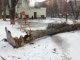 Фото: На дитячому майданчику в Полтаві впало дерево