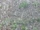 Фото: Фото.  У Полтаві 13 квітня цвіт абрикос зливався з лапатим снігом