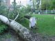 Фото: Від буревію у Полтаві падали дерева та обривались дроти (фото)