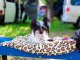 Фото: В парку "Перемога" пройшла щорічна виставка собак (фоторепортаж)