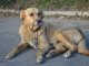 Фото: У Полтаві безпритульні тварини шукають господарів (фото)