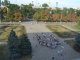 Фото: У Полтаві до Дня незалежності створили живий тризуб (фото)