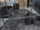 Фото: На виставку до Полтави привезли рідкісних котів і збирають гроші на армію