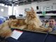 Фото: На виставку до Полтави привезли рідкісних котів і збирають гроші на армію