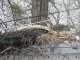 Фото: На дорогу біля кадетського корпусу в Полтаві впало дерево (оновлено + фото)