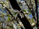 Фото: У корпусному саду у Полтаві заквітла декоративна вишня (ФОТО)