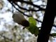 Фото: У корпусному саду у Полтаві заквітла декоративна вишня (ФОТО)
