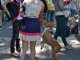 Фото: У Полтаві на виставці представили більше 60 порід собак (фото)