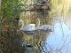 Фото: В полтавському дендропарку оселилися двоє білих лебедів