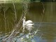 Фото: В полтавському дендропарку оселилися двоє білих лебедів