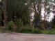 Фото: У Полтаві пиляють аварійні дерева так, що аж ламають паркани (ФОТО)