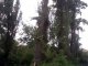 Фото: У Полтаві пиляють аварійні дерева так, що аж ламають паркани (ФОТО)