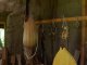 Фото: На Полтавщині виросло «Древо кобзарського роду» (ФОТО, ВІДЕО)