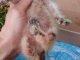 Фото: У Полтаві собака, стерилізована австрійцями, принесла волонтерам безпритульне кошеня