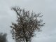 Фото: Зима до Полтави прийшла з відлигою: фоторепортаж