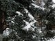 Фото: Зима до Полтави прийшла з відлигою: фоторепортаж